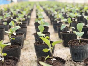 新年明けましておめでとうございます。